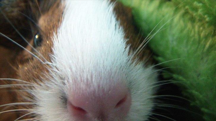 Marsvin | Molle | (Molly) billede 5