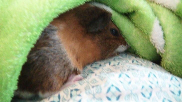 Marsvin | Molle | (Molly) billede 6