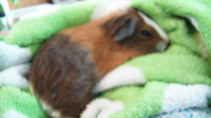 Marsvin | Molle | (Molly) billede 7