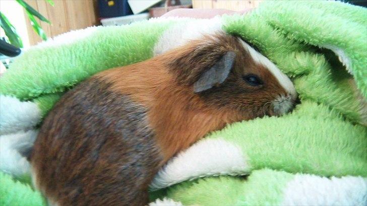 Marsvin | Molle | (Molly) billede 8