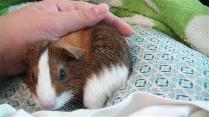 Marsvin | Molle | (Molly) billede 10