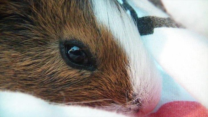 Marsvin | Molle | (Molly) billede 11