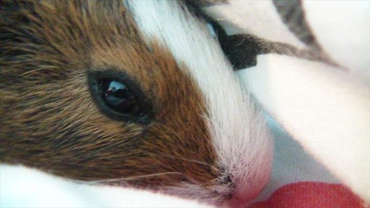 Marsvin | Molle | (Molly) billede 12