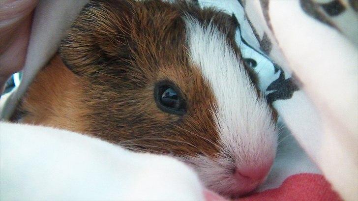 Marsvin | Molle | (Molly) billede 13