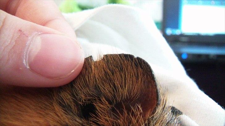 Marsvin | Molle | (Molly) billede 14