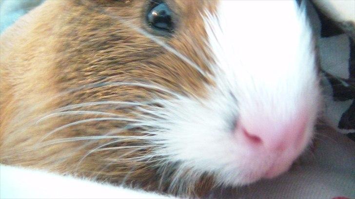 Marsvin | Molle | (Molly) billede 15