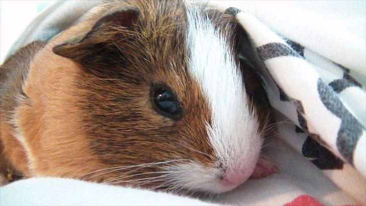 Marsvin | Molle | (Molly) billede 16