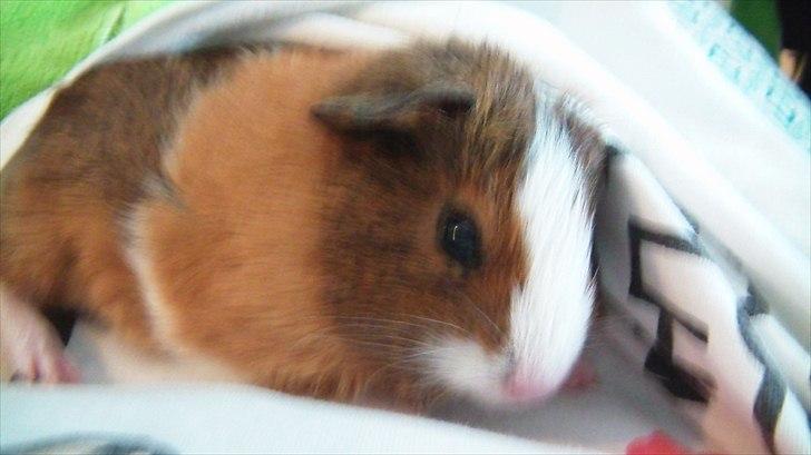 Marsvin | Molle | (Molly) billede 17