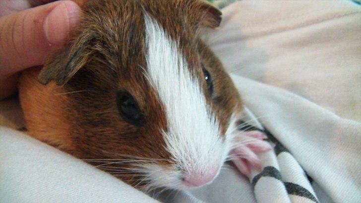 Marsvin | Molle | (Molly) billede 18