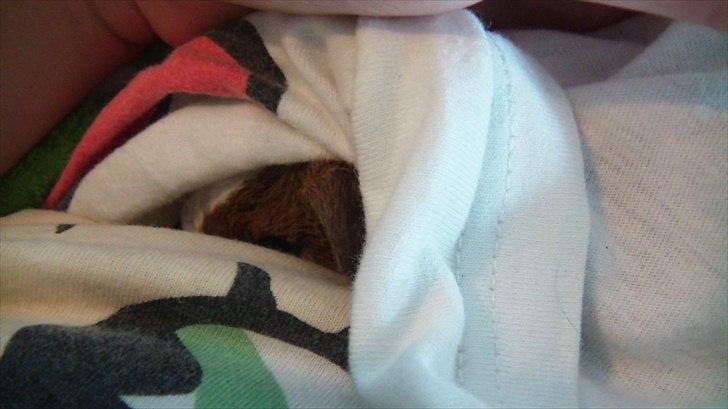 Marsvin | Molle | (Molly) billede 19