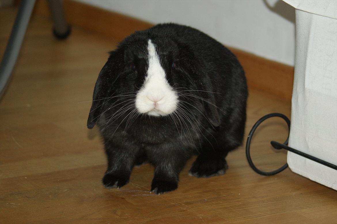 Kanin nimmer bodil billede 1
