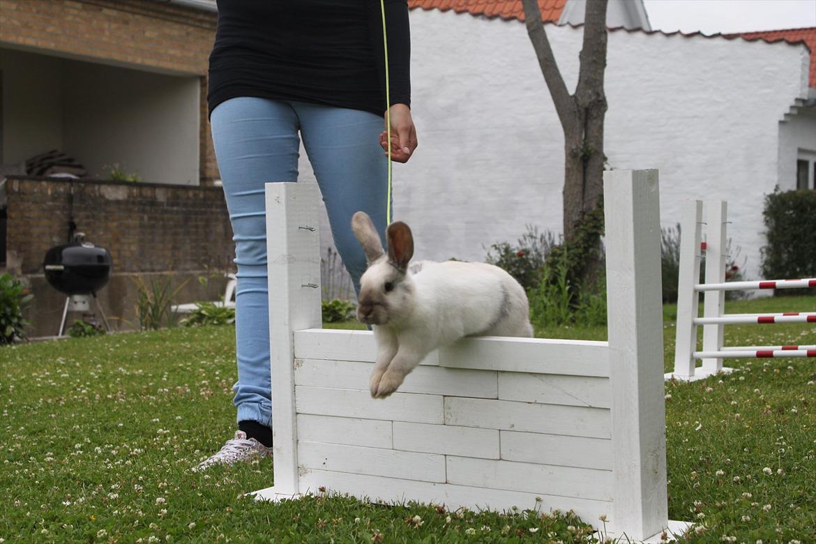 Kanin Æblehavens Mozilla Firefox billede 7