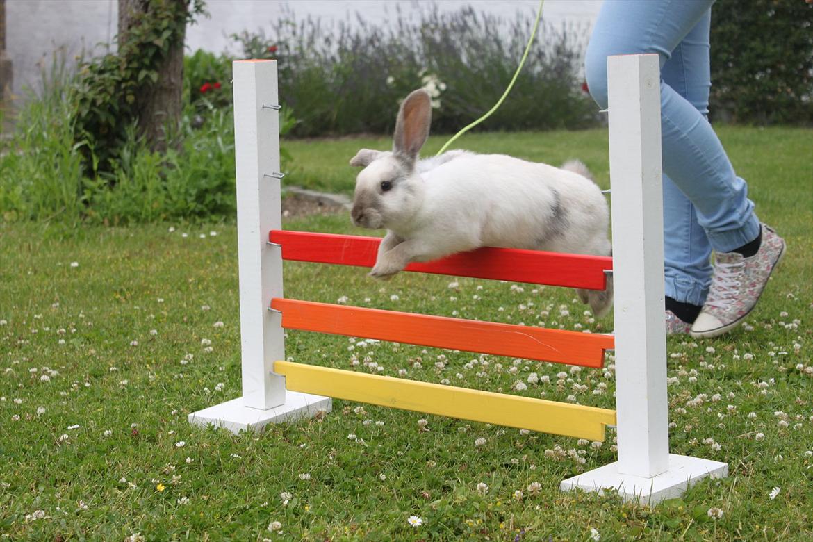 Kanin Æblehavens Mozilla Firefox billede 8