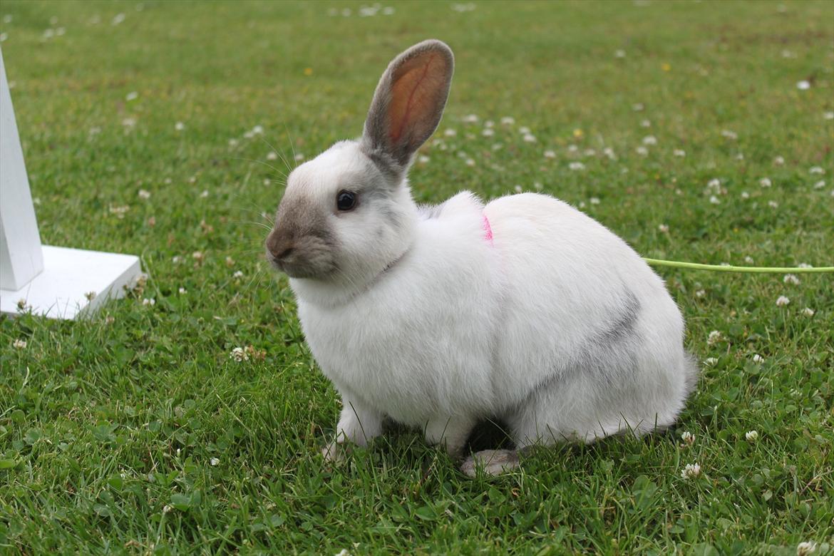 Kanin Æblehavens Mozilla Firefox billede 9