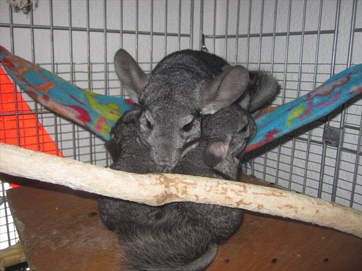 Chinchilla Viggi *aflivet d. 04-06-2012* billede 20