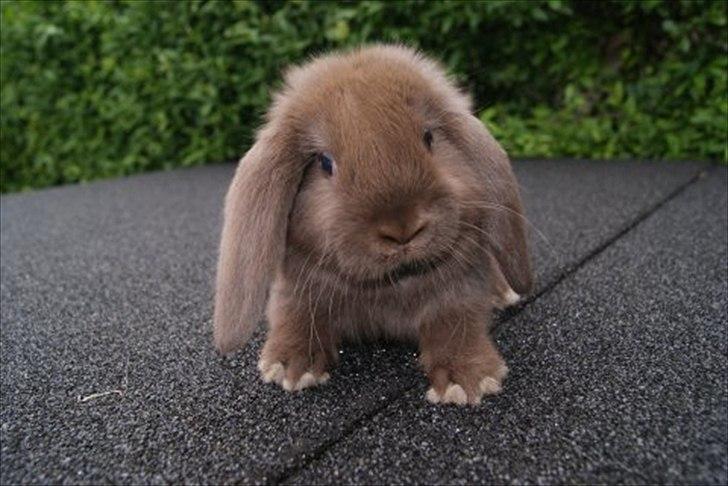 Kanin *Brown Chokolate* billede 1