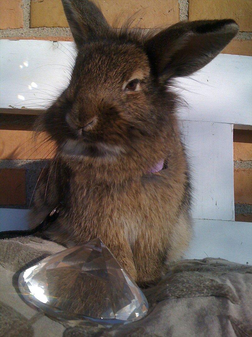 Kanin My Only Hiphop af Tara billede 1