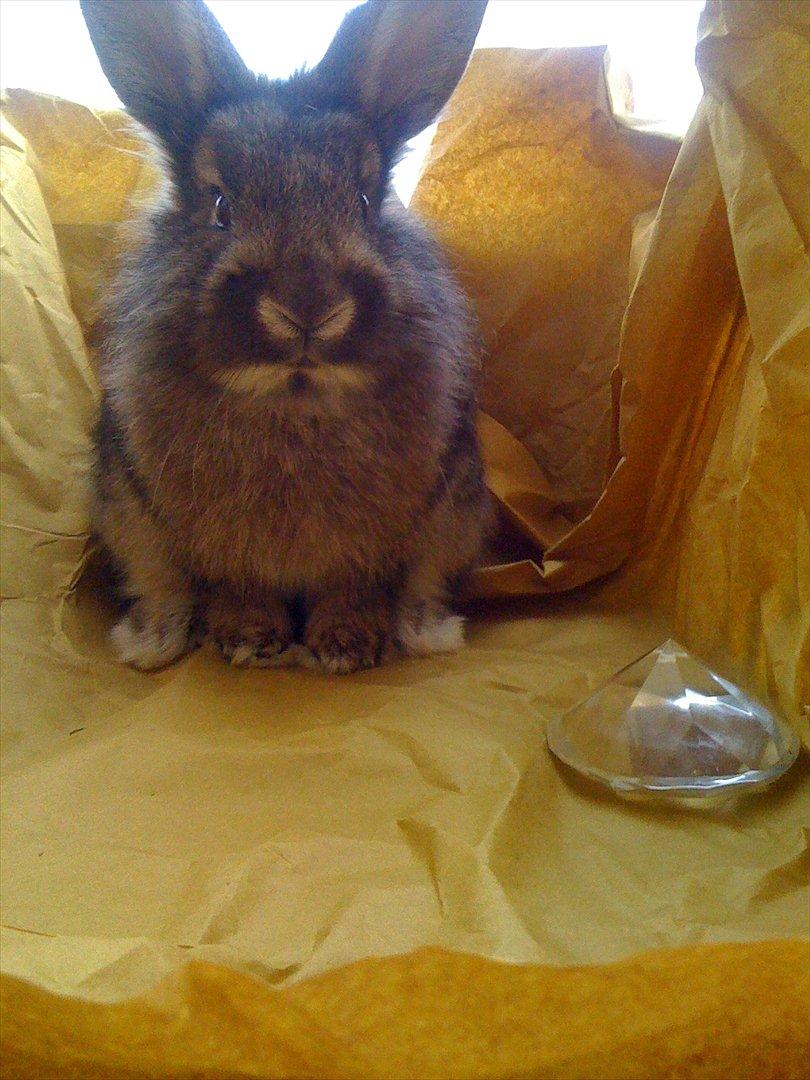 Kanin My Only Hiphop af Tara billede 2