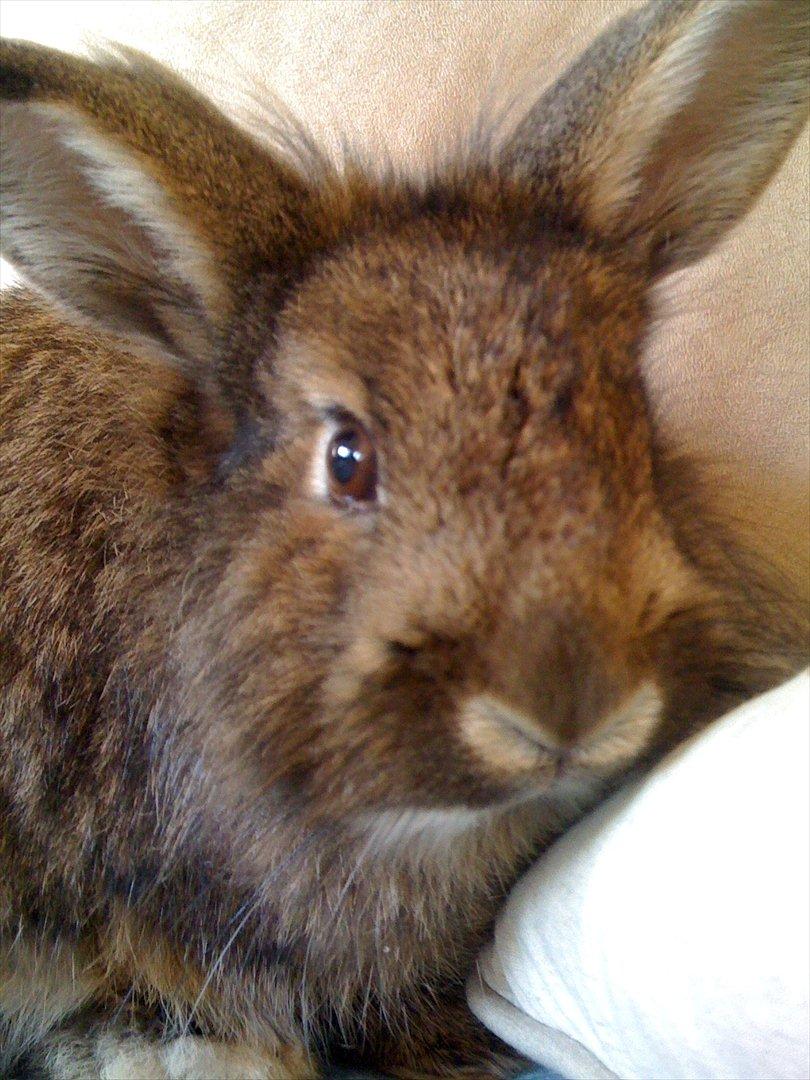 Kanin My Only Hiphop af Tara billede 3