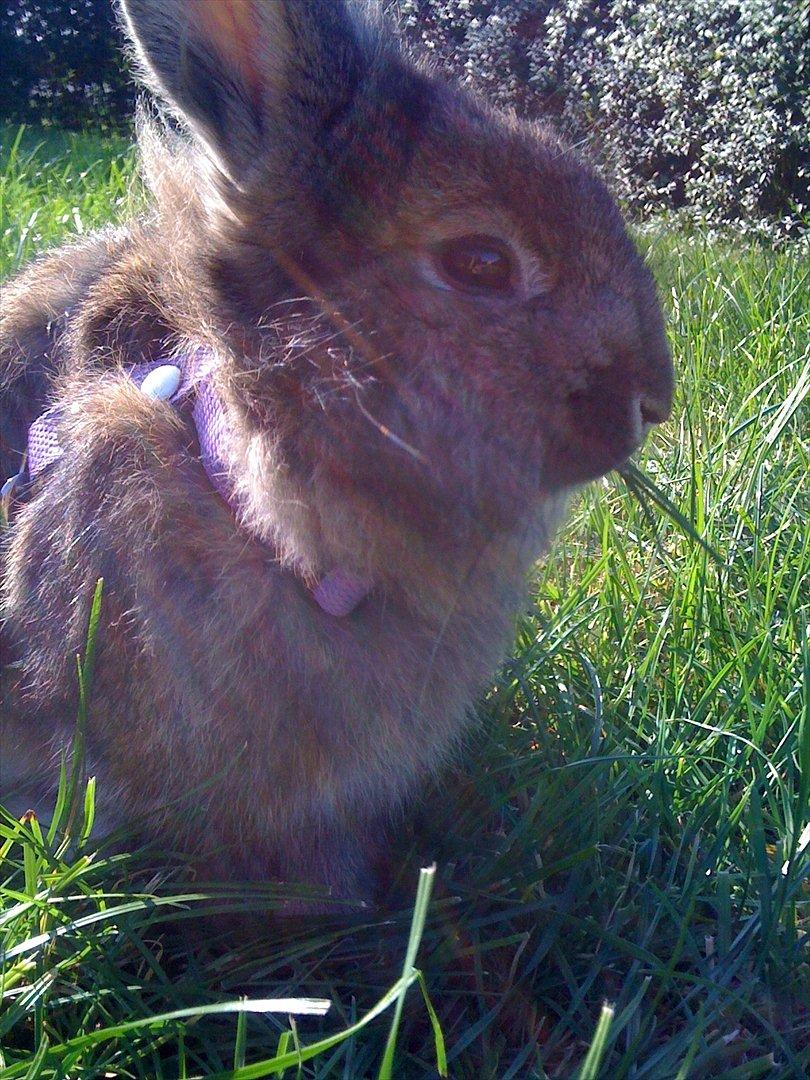 Kanin My Only Hiphop af Tara billede 4