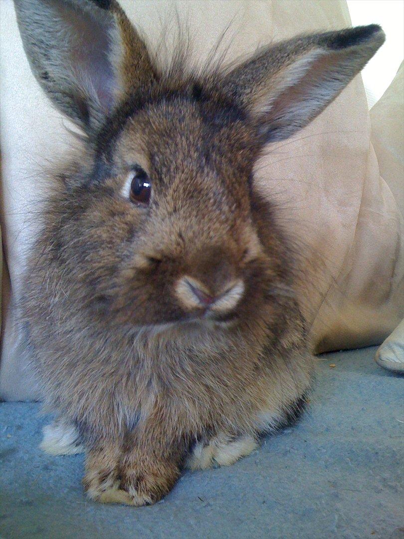 Kanin My Only Hiphop af Tara billede 5