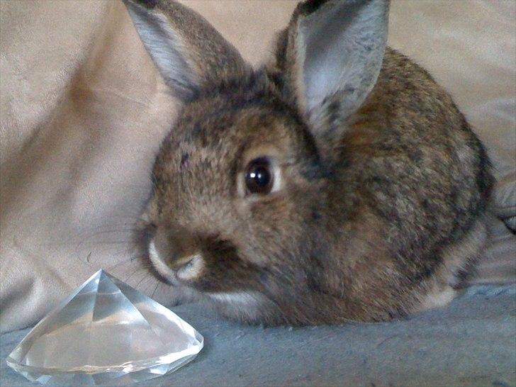 Kanin My Only Hiphop af Tara billede 6