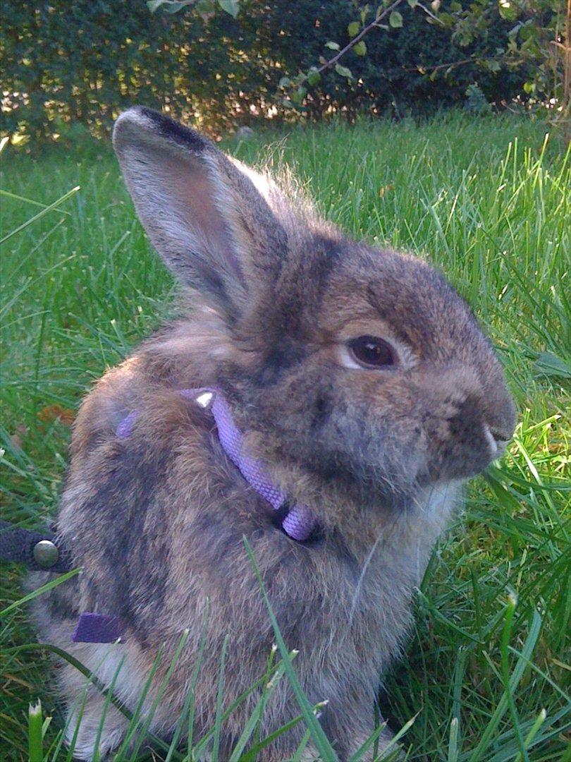 Kanin My Only Hiphop af Tara billede 7