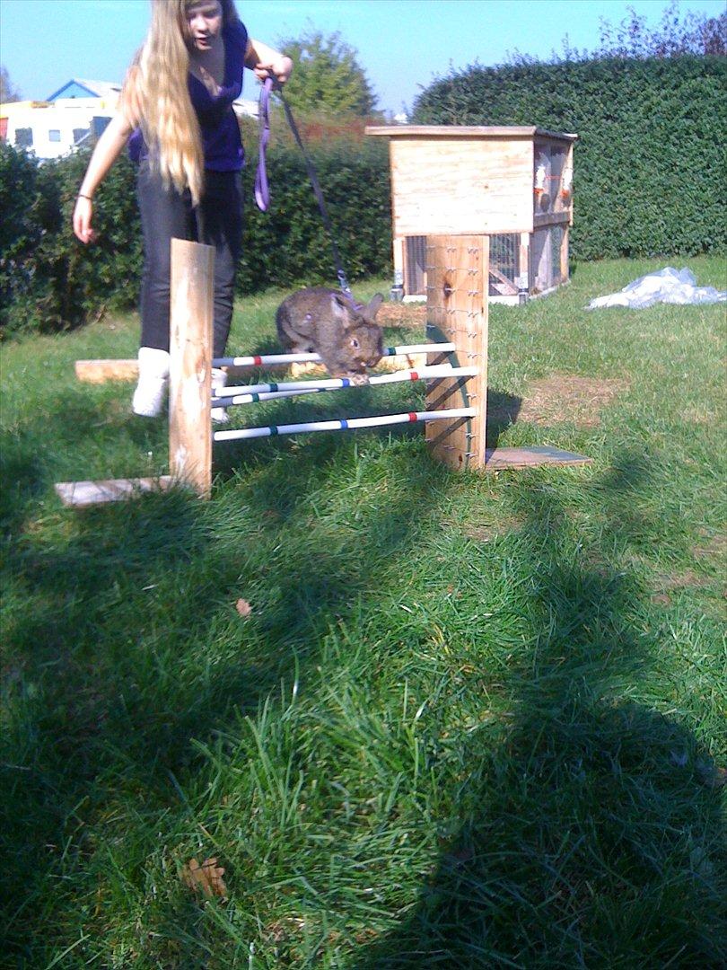 Kanin My Only Hiphop af Tara billede 8