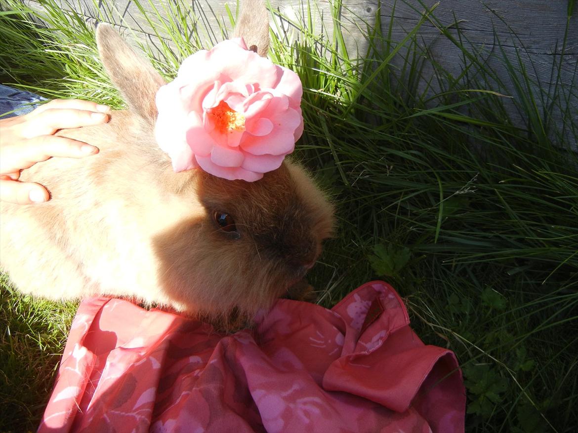 Kanin Candy billede 10