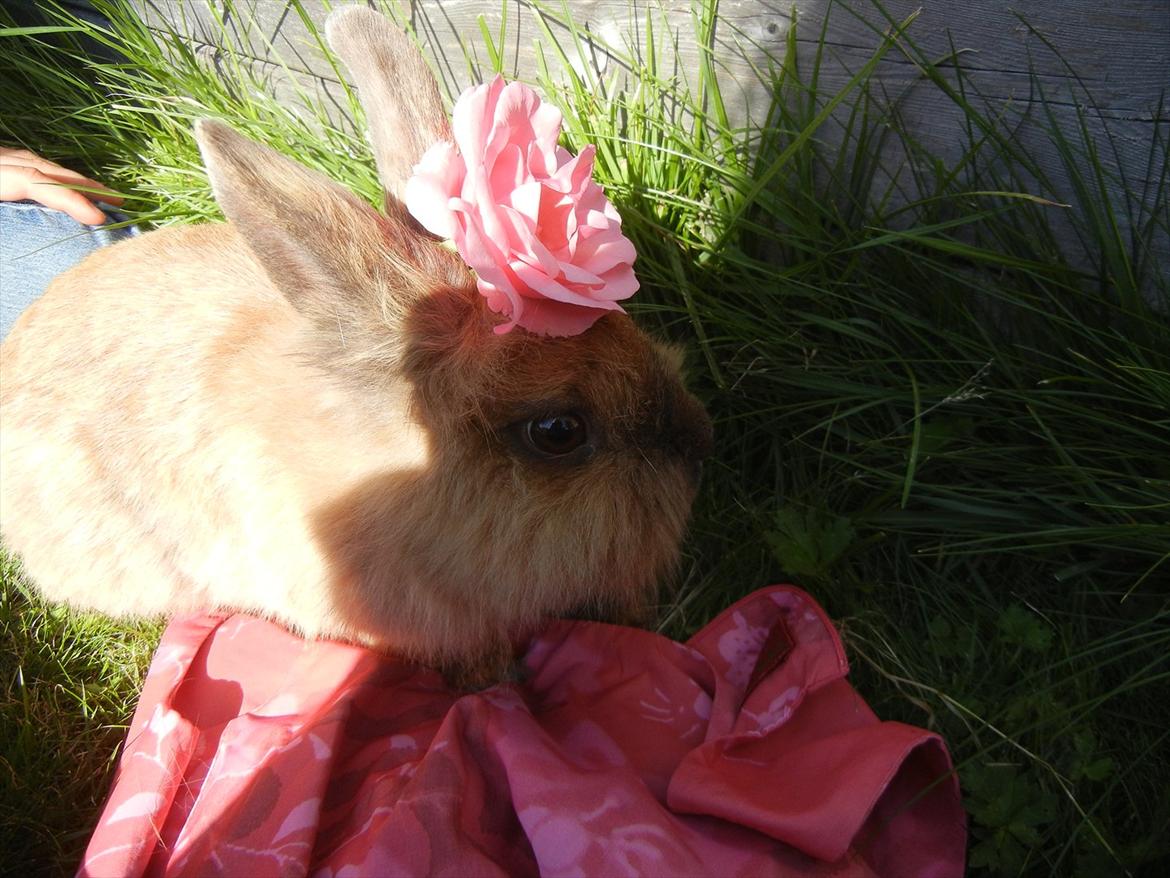 Kanin Candy billede 11