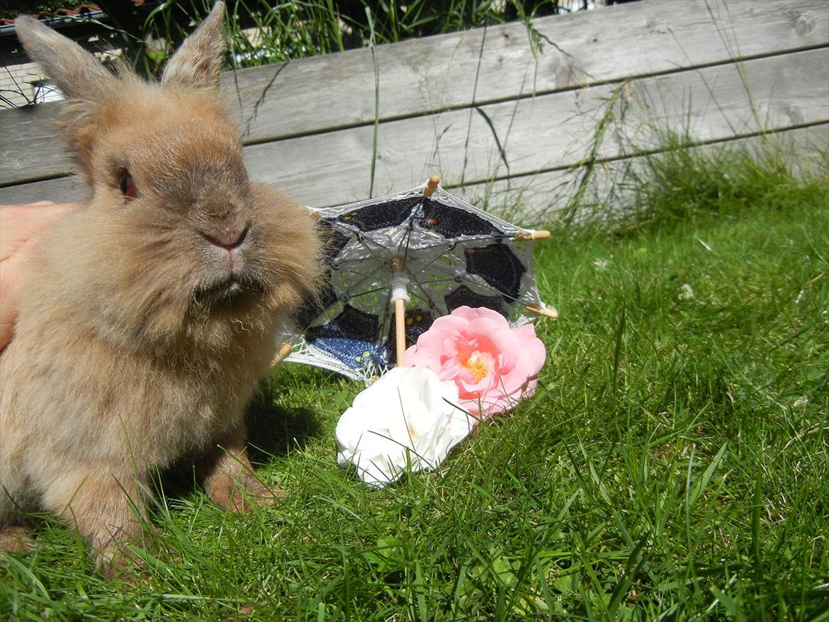 Kanin Candy billede 12