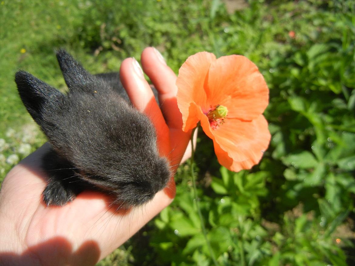 Kanin Sejali billede 1