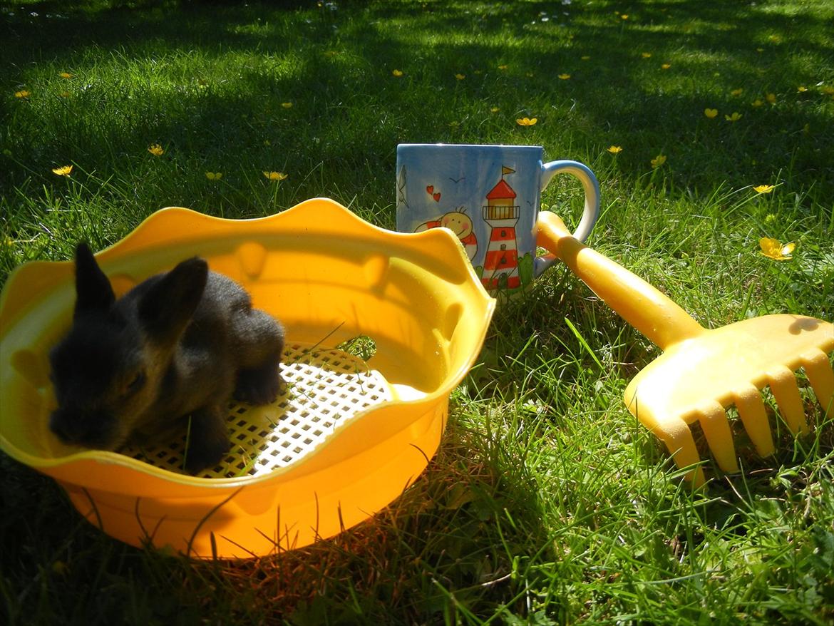 Kanin Sejali billede 2