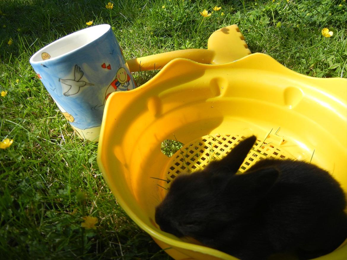 Kanin Sejali billede 3