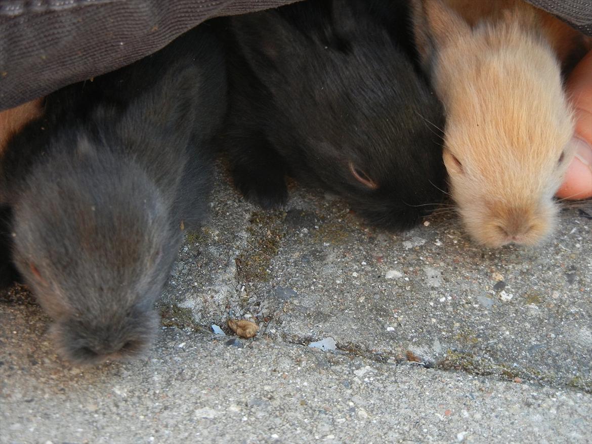 Kanin Sejali billede 4