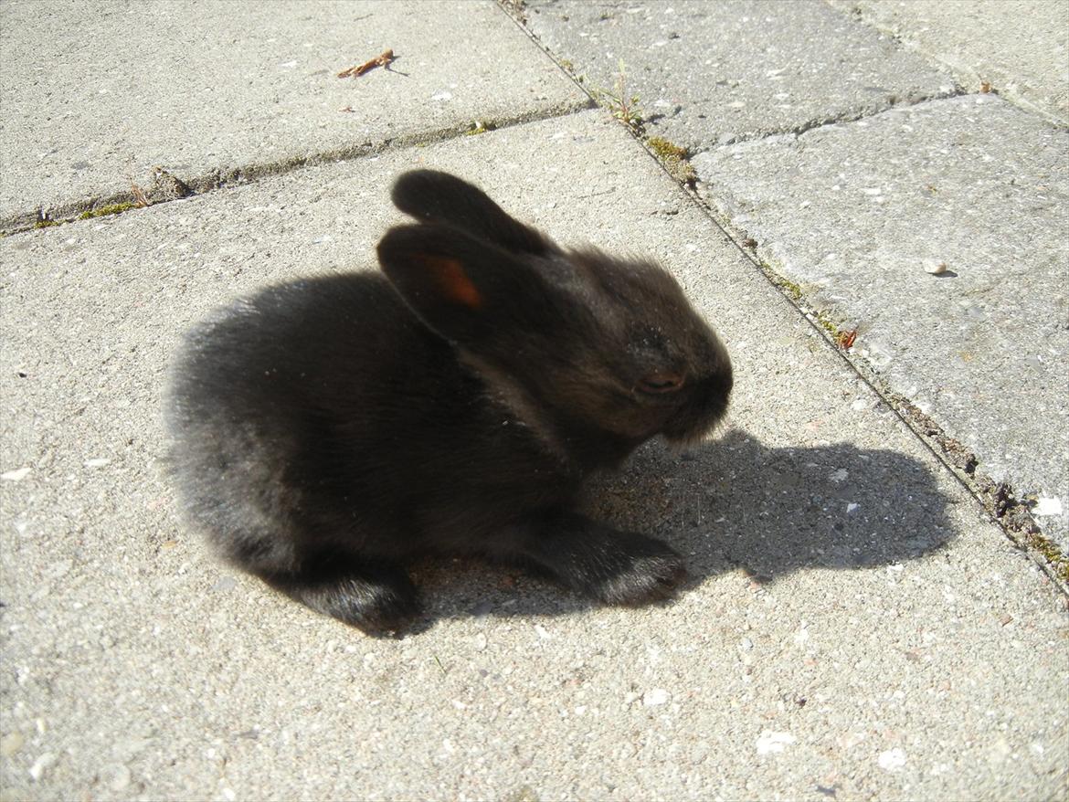 Kanin Sejali billede 5