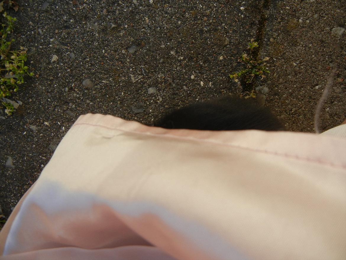 Kanin Sejali billede 6