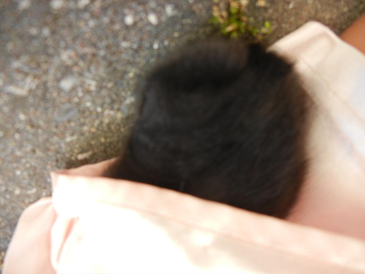 Kanin Sejali billede 7