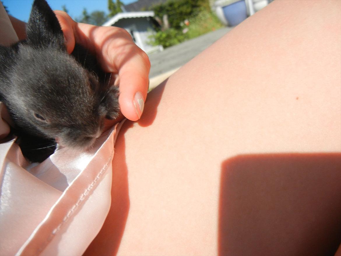 Kanin Sejali billede 8