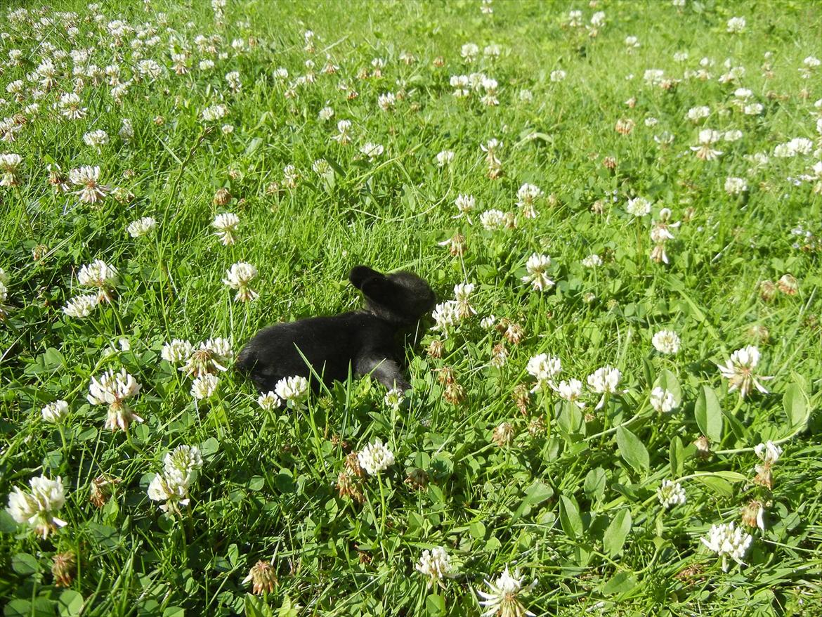 Kanin Sejali billede 9