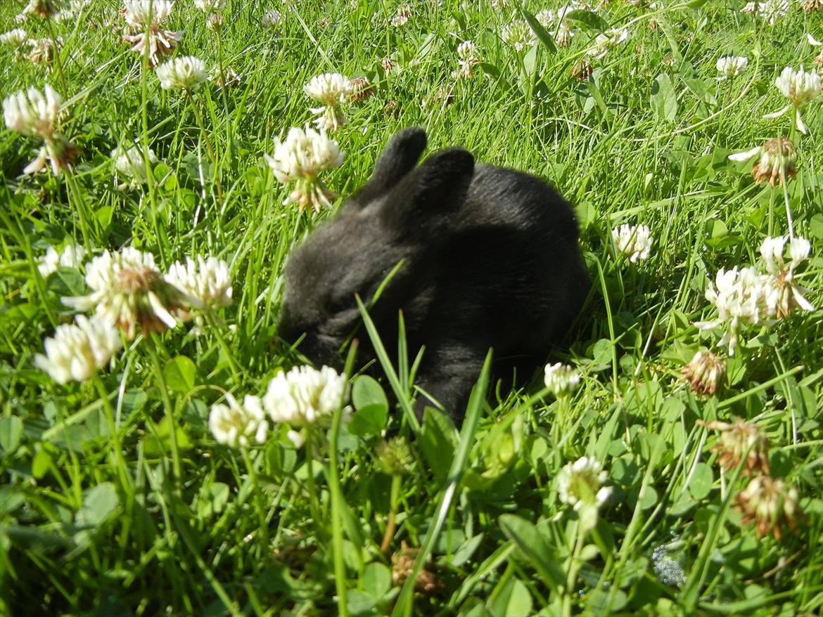 Kanin Sejali billede 10