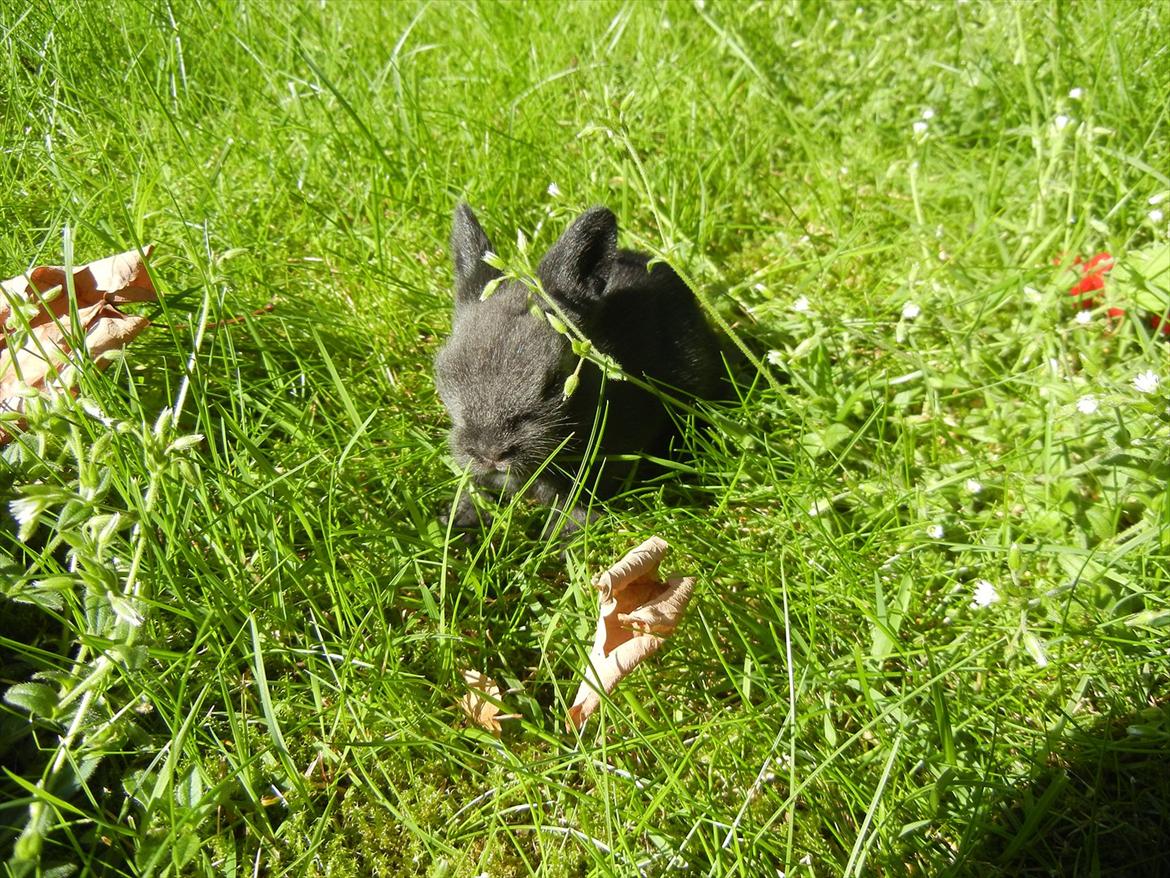 Kanin Sejali billede 11