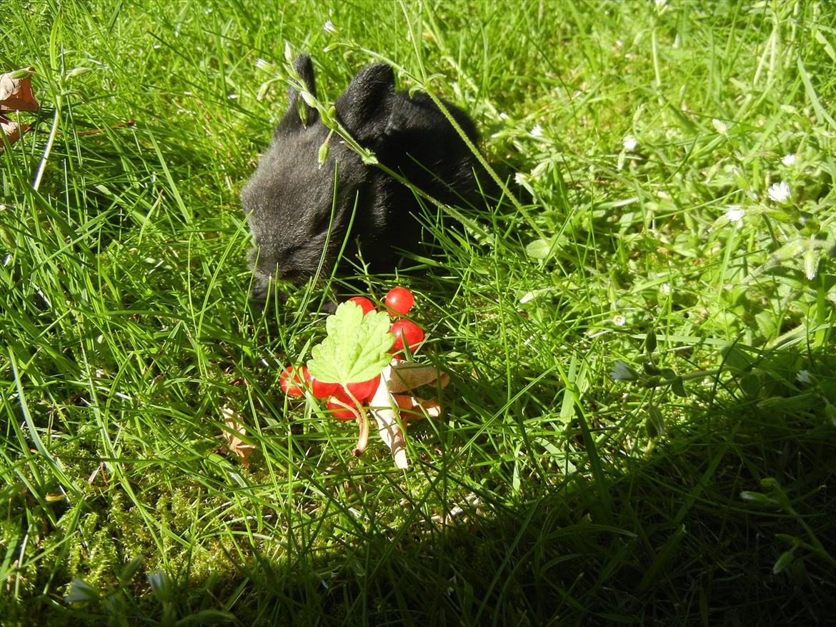 Kanin Sejali billede 12