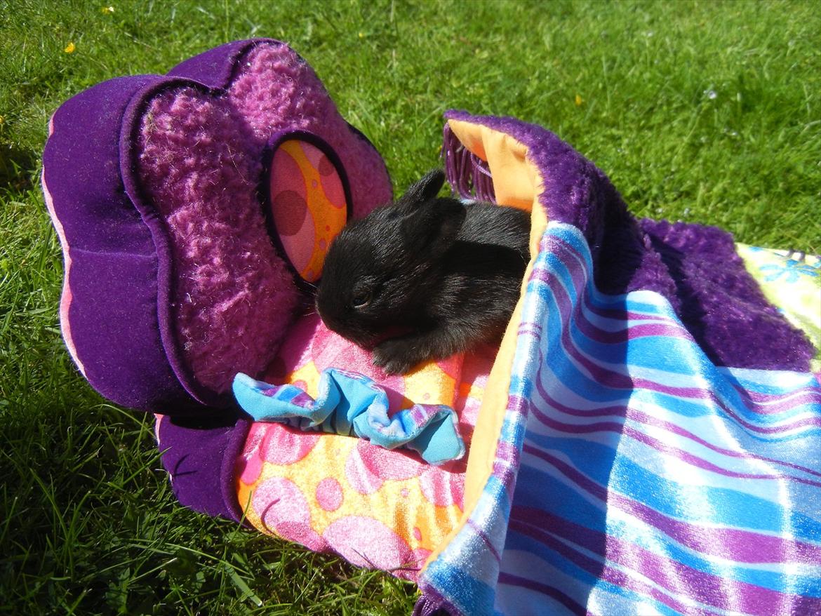 Kanin Tykke billede 1