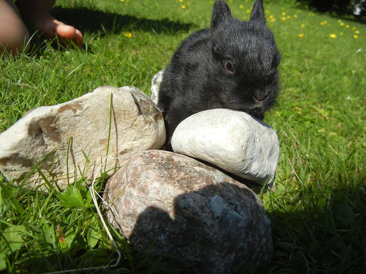 Kanin Tykke billede 2