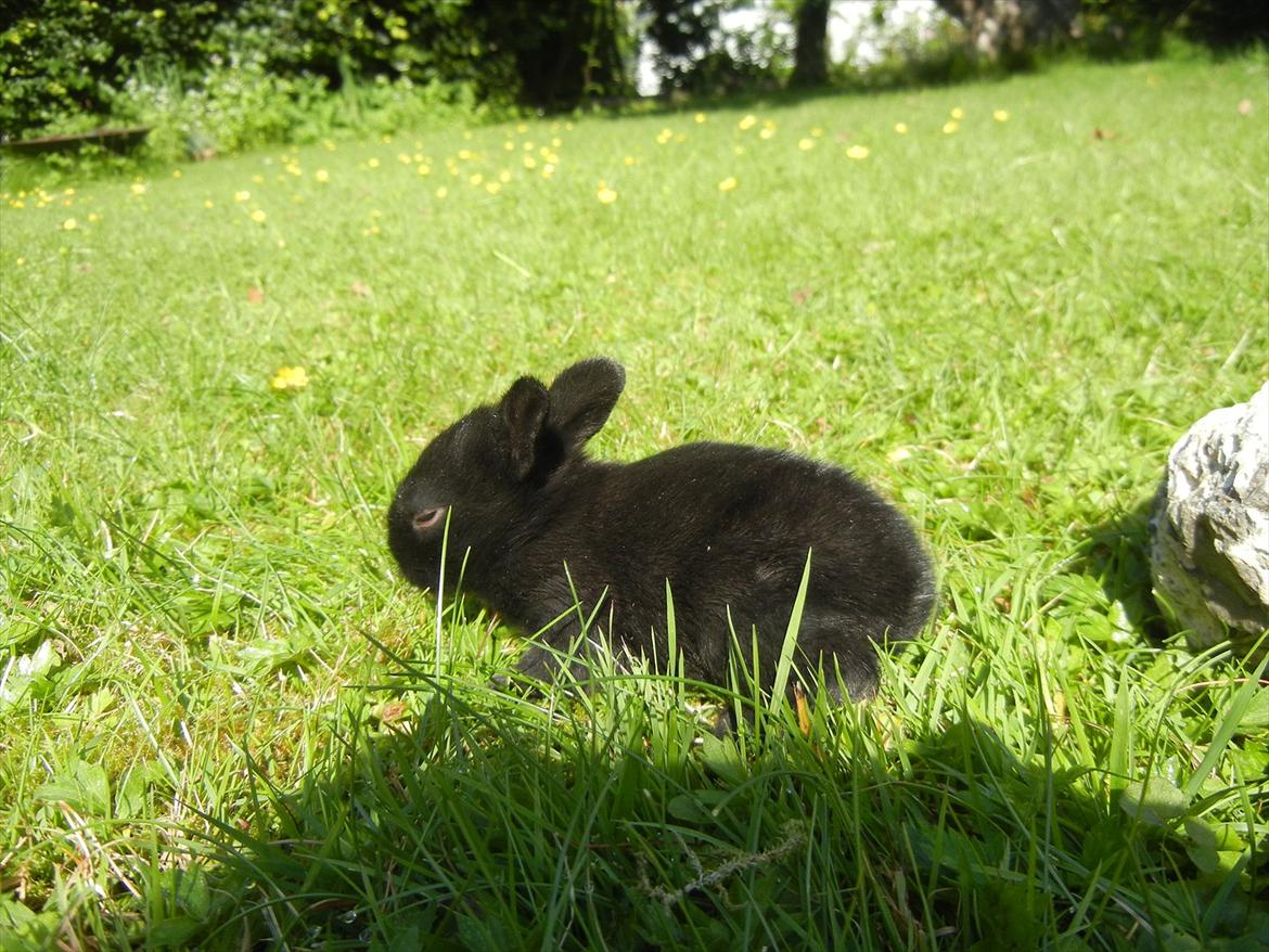 Kanin Tykke billede 3