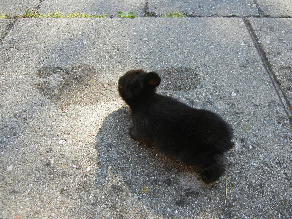 Kanin Tykke billede 4