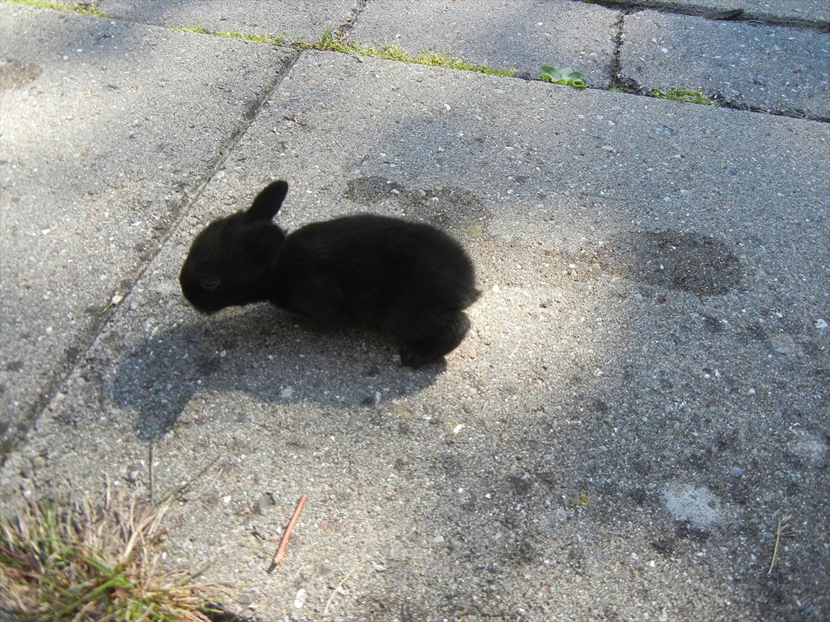 Kanin Tykke billede 5