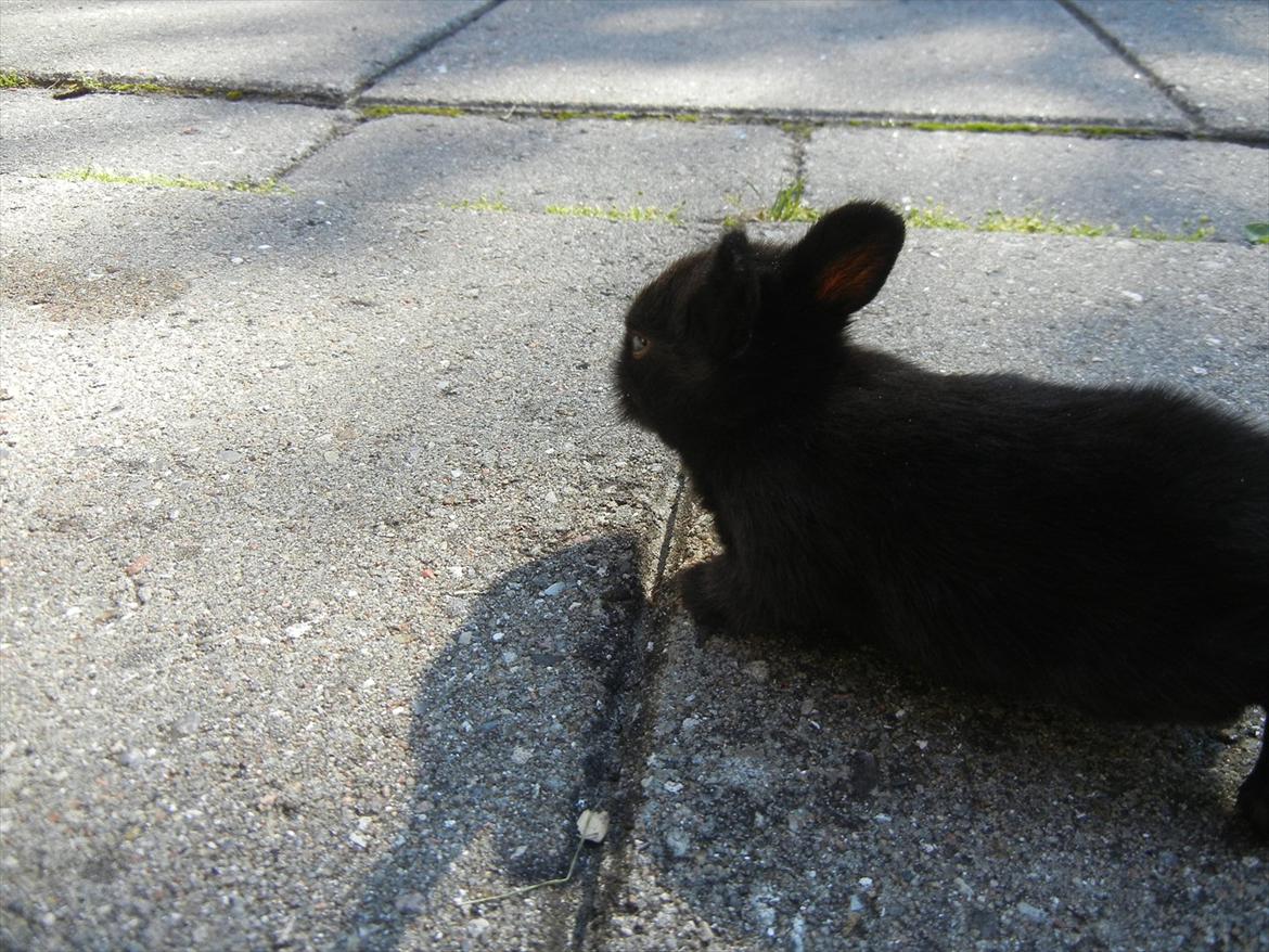 Kanin Tykke billede 6