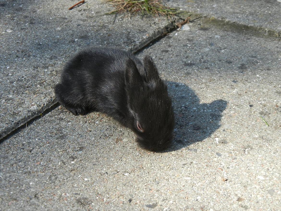 Kanin Tykke billede 7